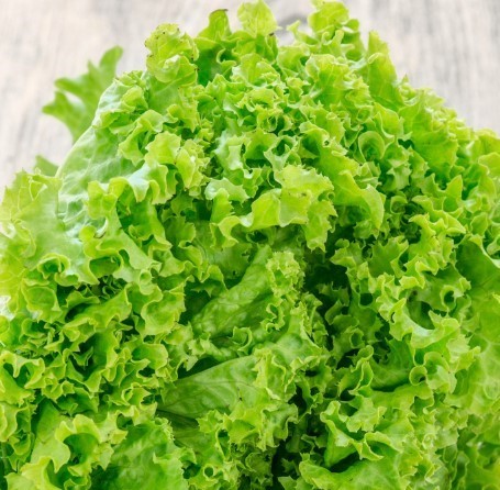 Kale, a vegetable